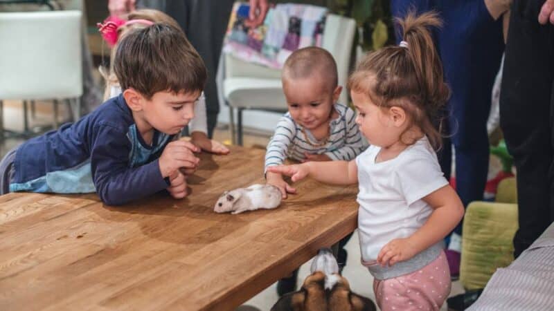ילדים נתפסים כמשחק עבור האוגר