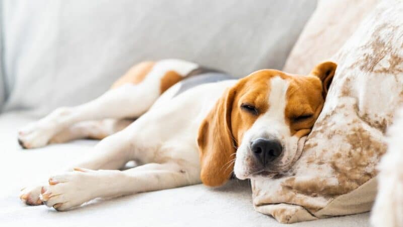 שינה עושה כלב