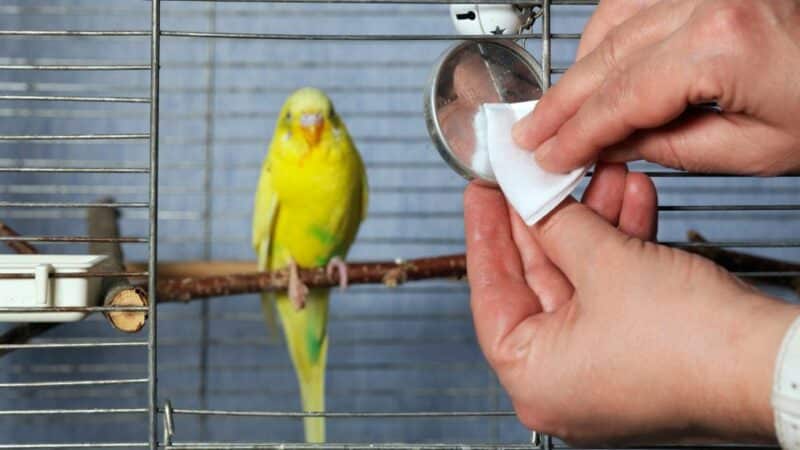 לנקות קקי של תוכי